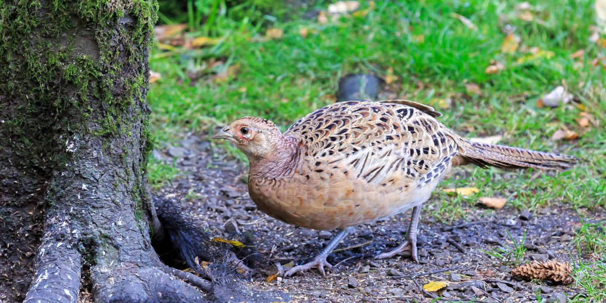 hen pheasant
