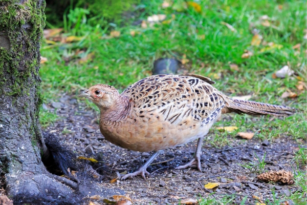 hen pheasant