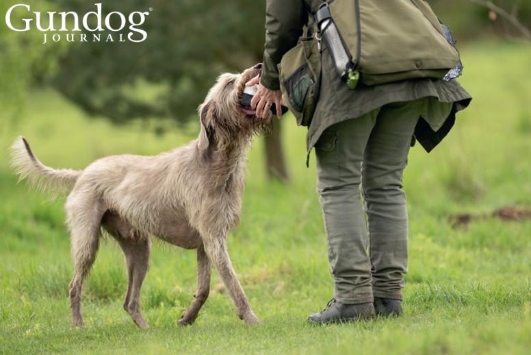 Slovakian rough-haired pointer
