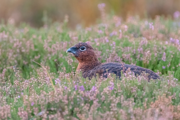 grouse licensing