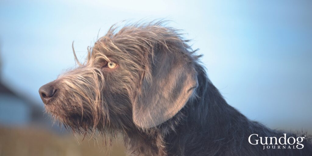 Slovakian pointer