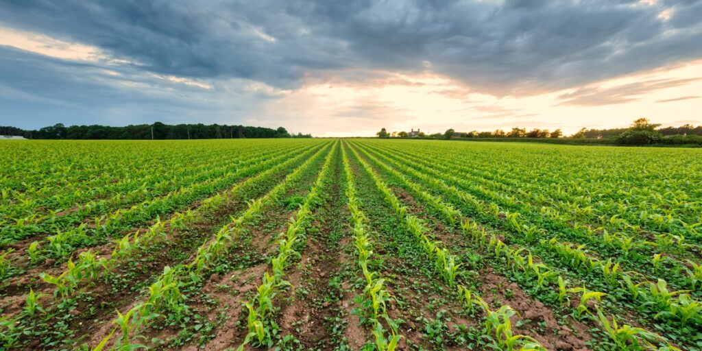 young crops