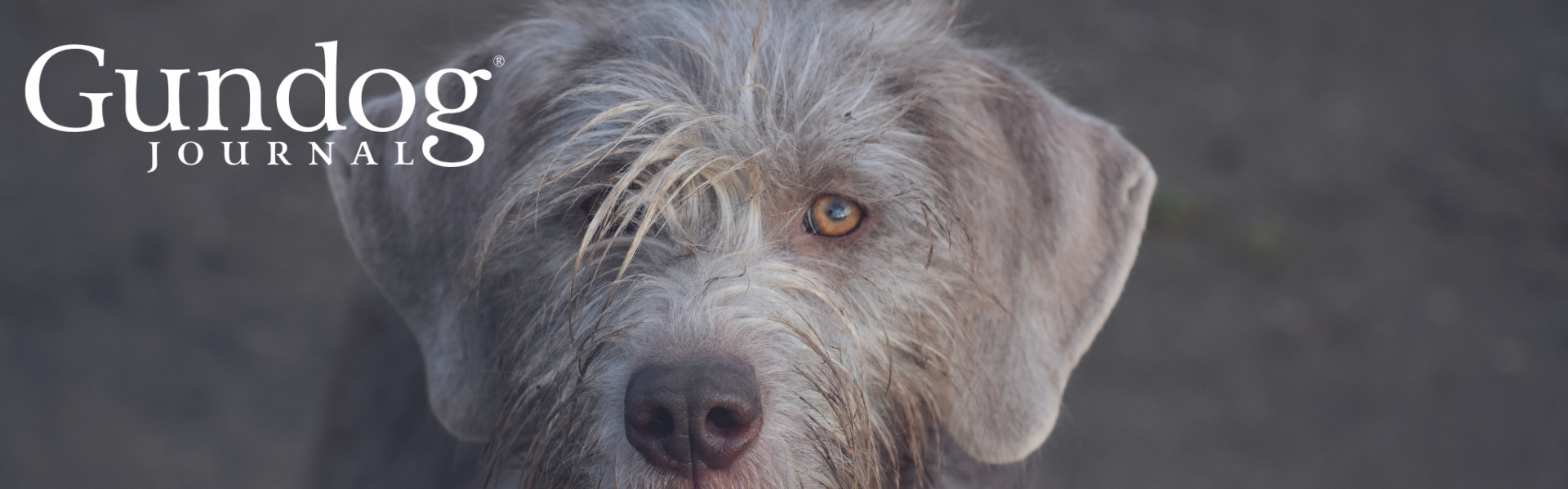 Slovakian pointer