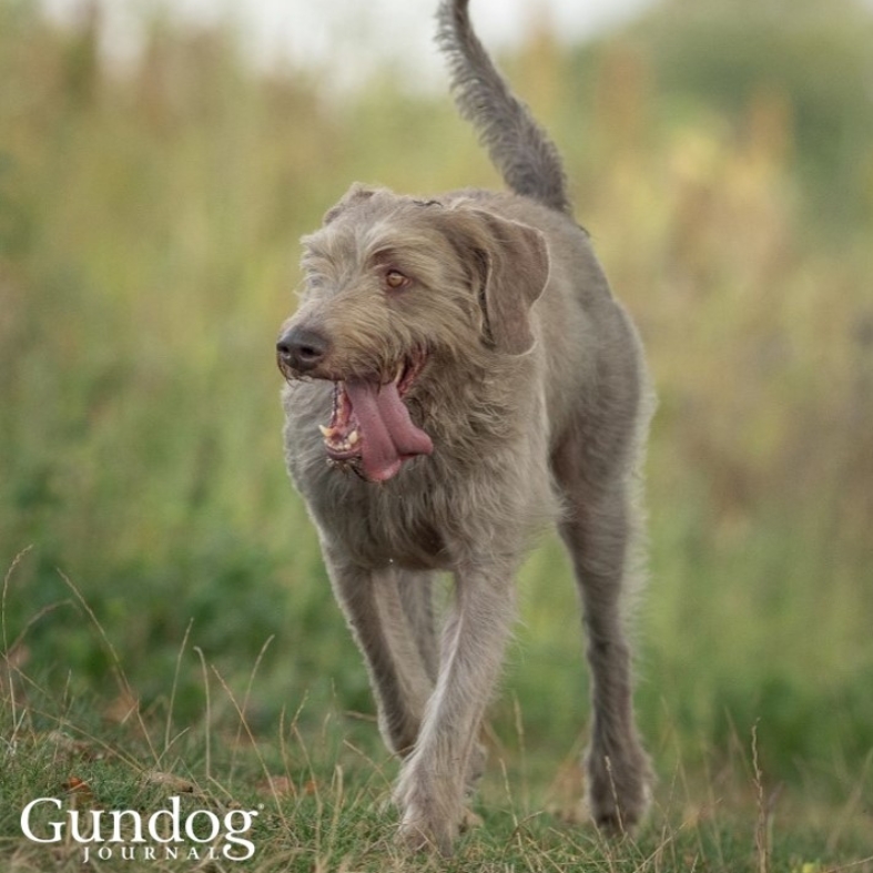 Slovakian rough-haired pointer