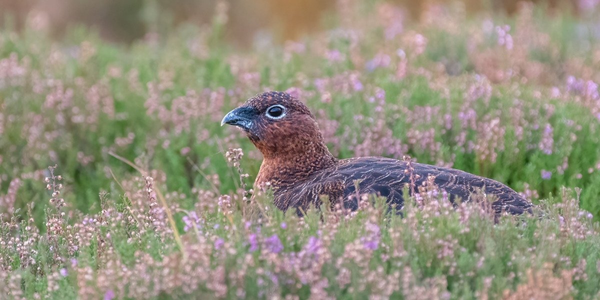 grouse licensing