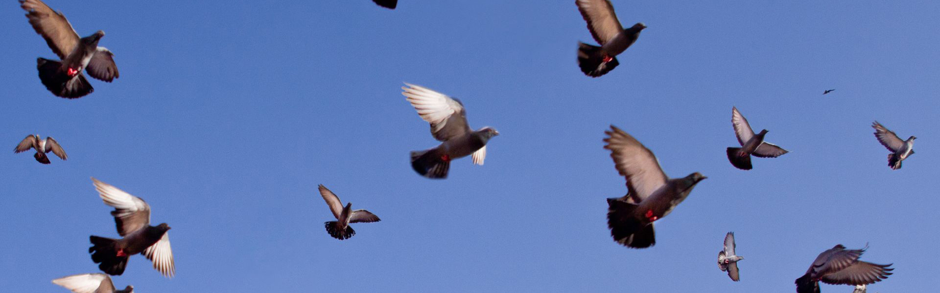 Pigeons in flight