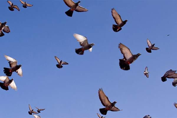 Pigeons in flight