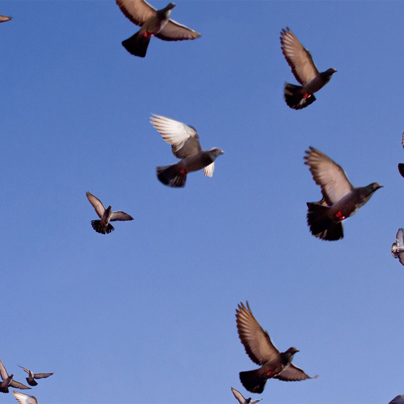 Pigeons in flight