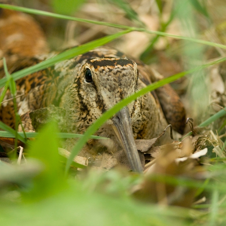 woodcock