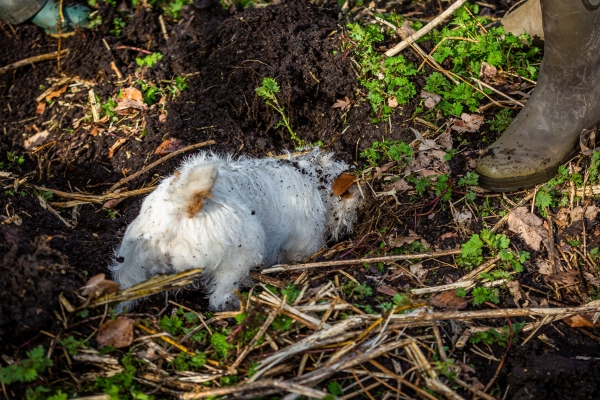 Terrier below ground