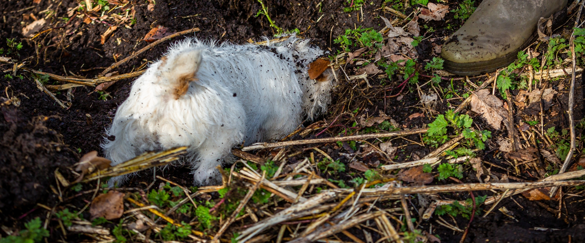 Terrier below ground