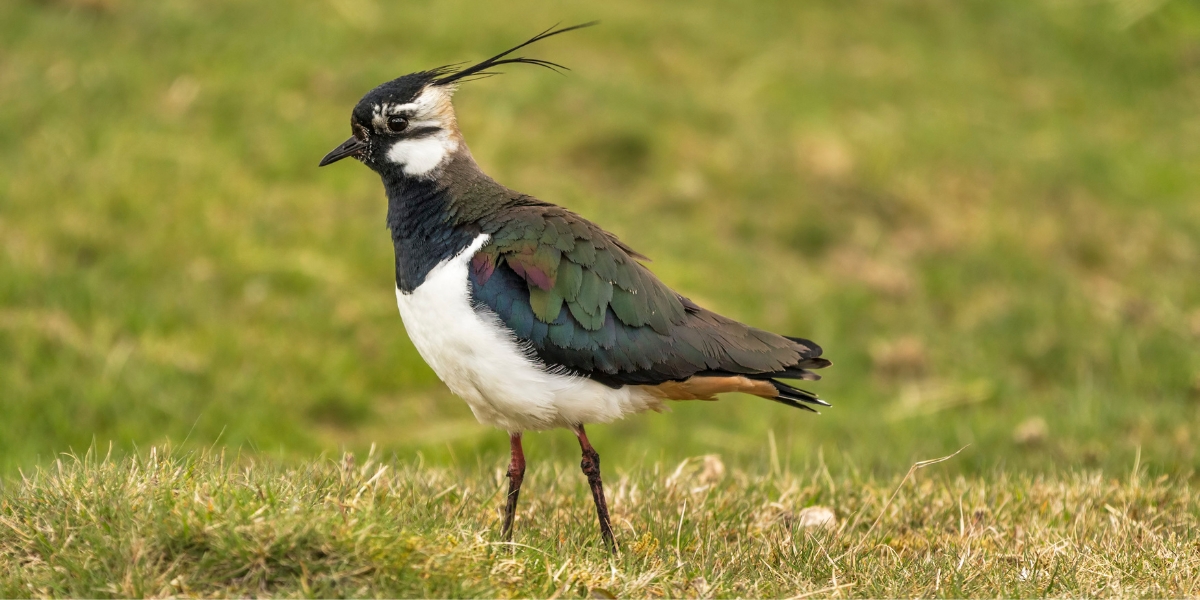 lapwing