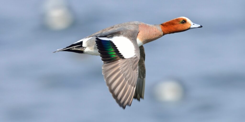 Eurasian wigeon migration