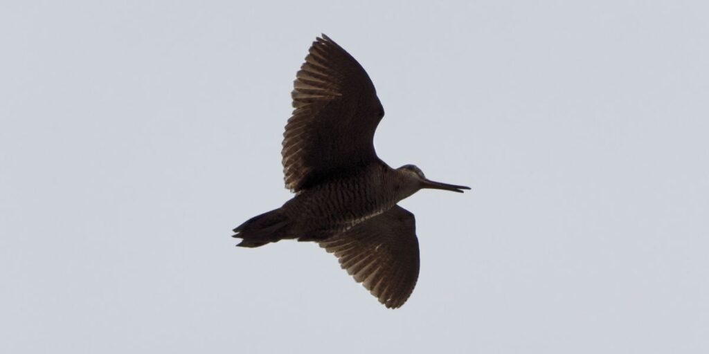 Eurasian woodcock migration