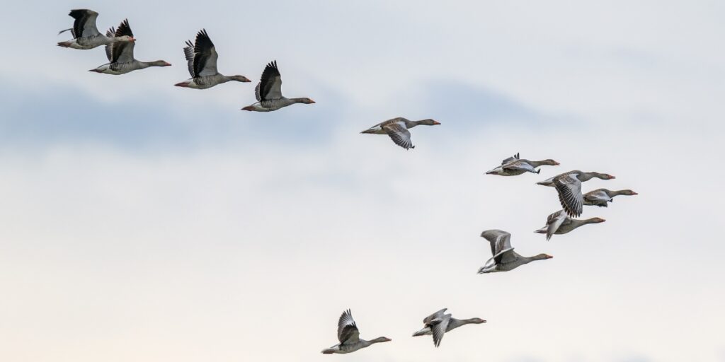 migrating greylag geese