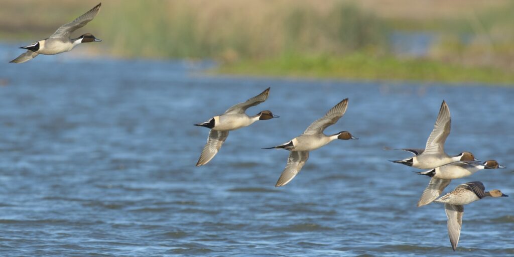 Pintail migration