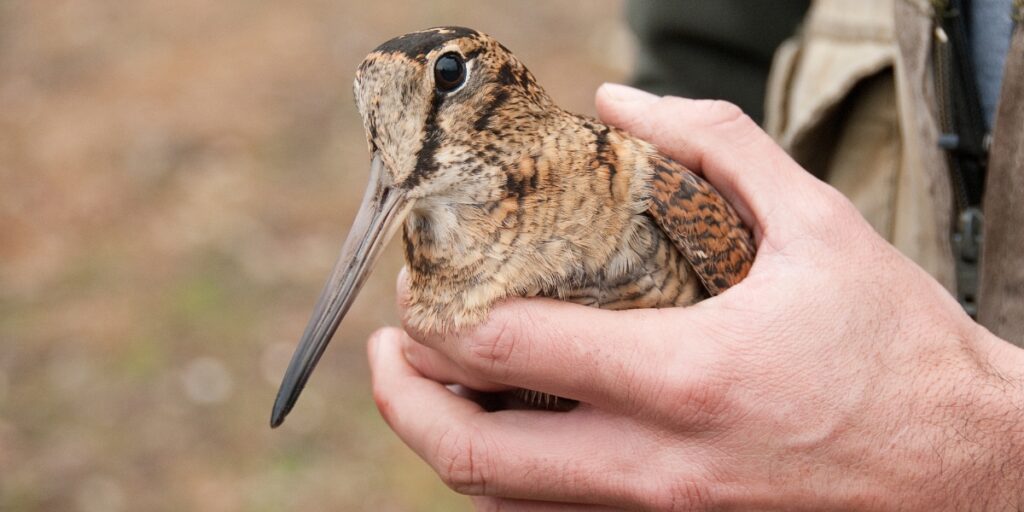 voluntary restraint on woodcock shooting