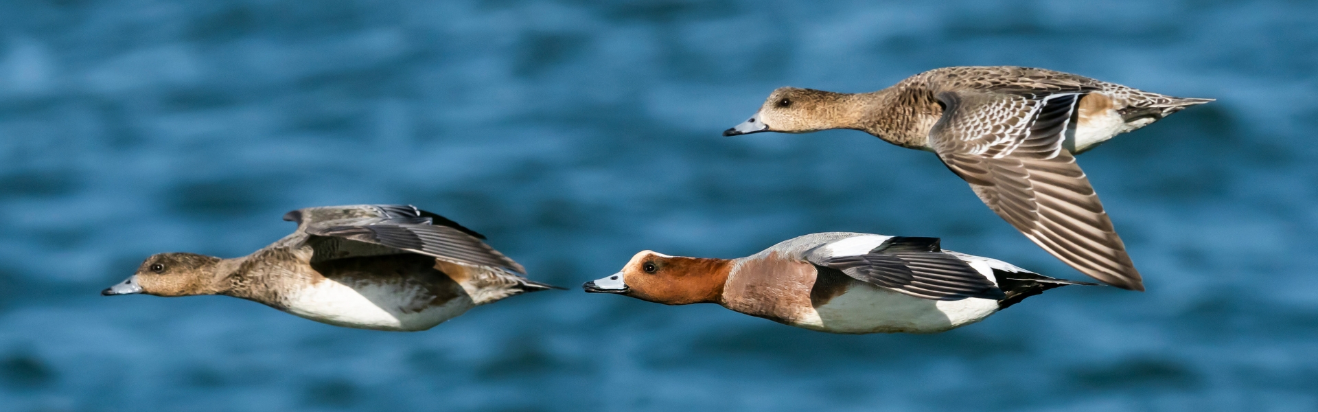 Eurasian wigeon migration