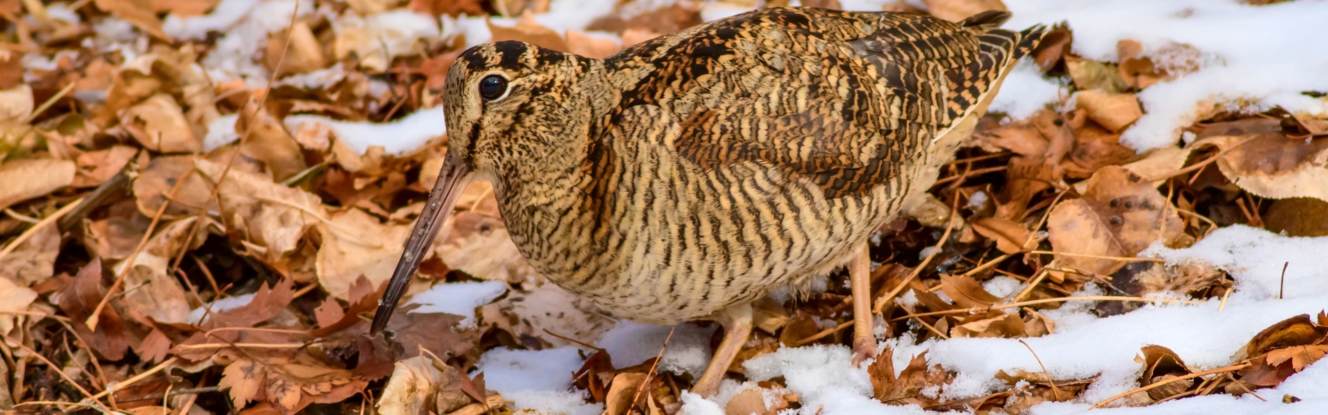 eurasian woodcock