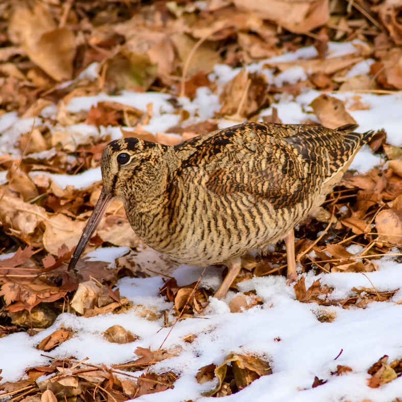 eurasian woodcock