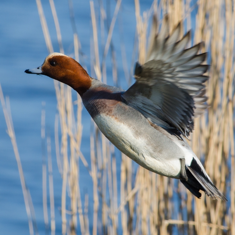 Eurasian wigeon