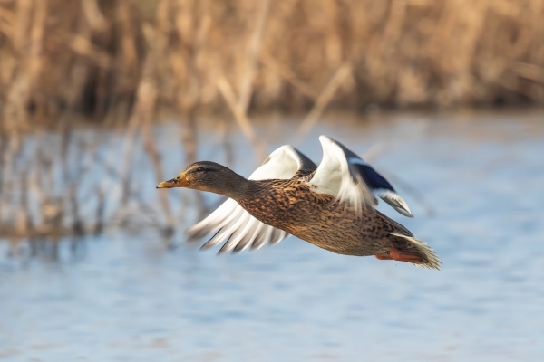 mallard in flight