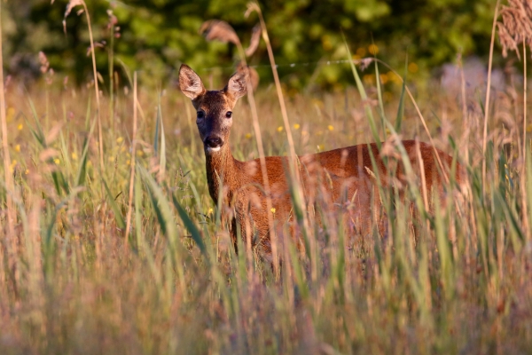 deer in grass