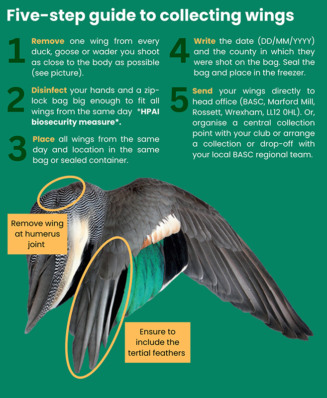 A five step guide to collecting bird wings. 1. Remove, 2. Disinfect, 3. Replace, 4. Write, 5. Send