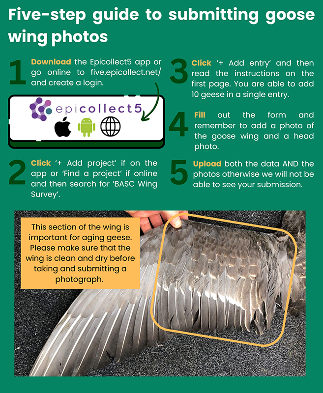 5 Step guide to submitting your goose wing photos. 1.Download, 2. Click + Add Project, 3. Click + Add entry, 4. Fill out the form, 5. Both data and files