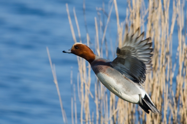 wigeon