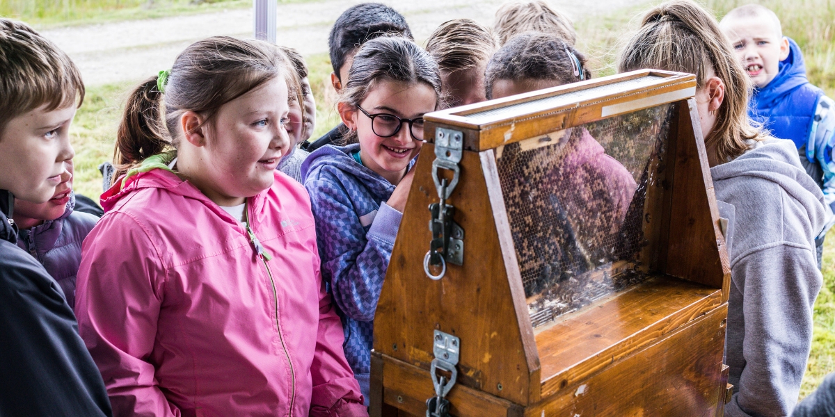 Children looking at a beehive