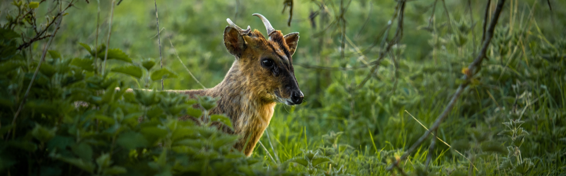 Muntjac in a wood