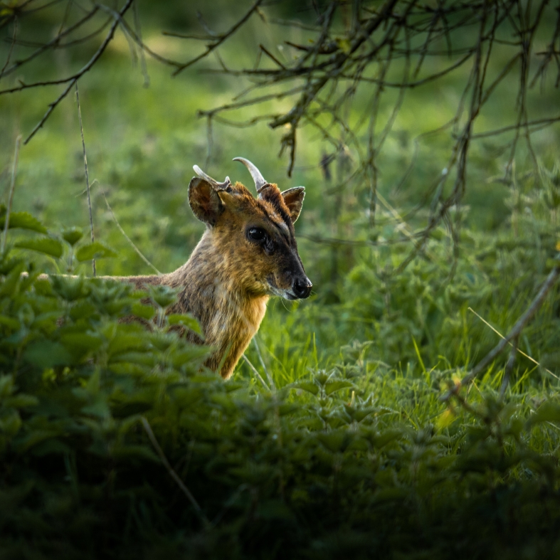 Muntjac in a wood