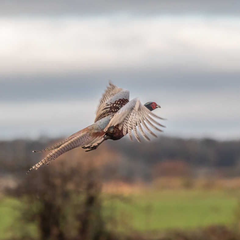 Pheasant in flight