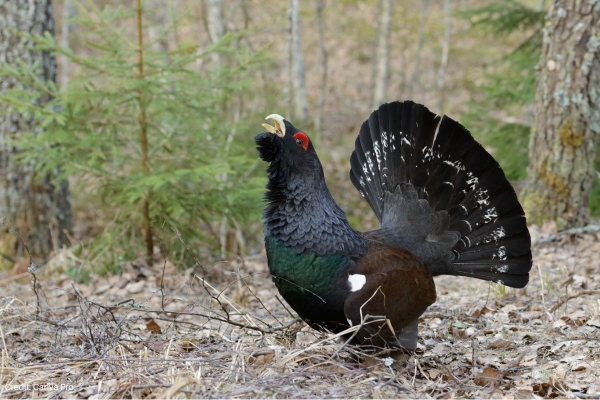 Capercaillie in woods