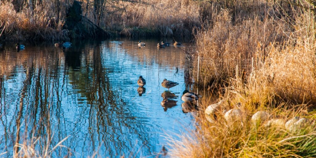 Mallard resting on a pond