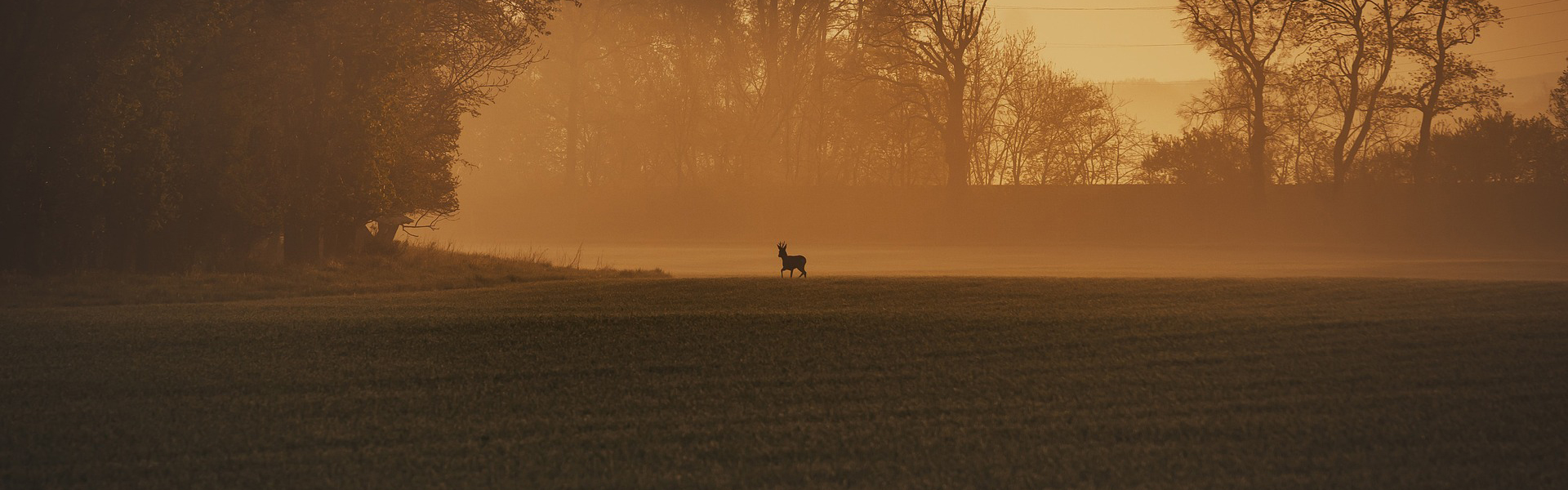 A deer alone in a field at sunset