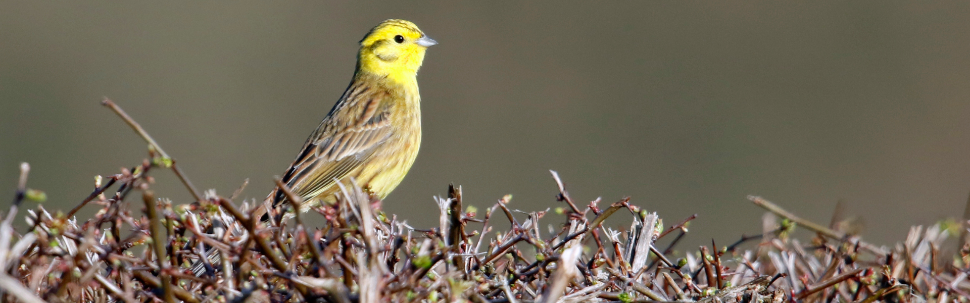 yellow hammer sitting on a hedgerow