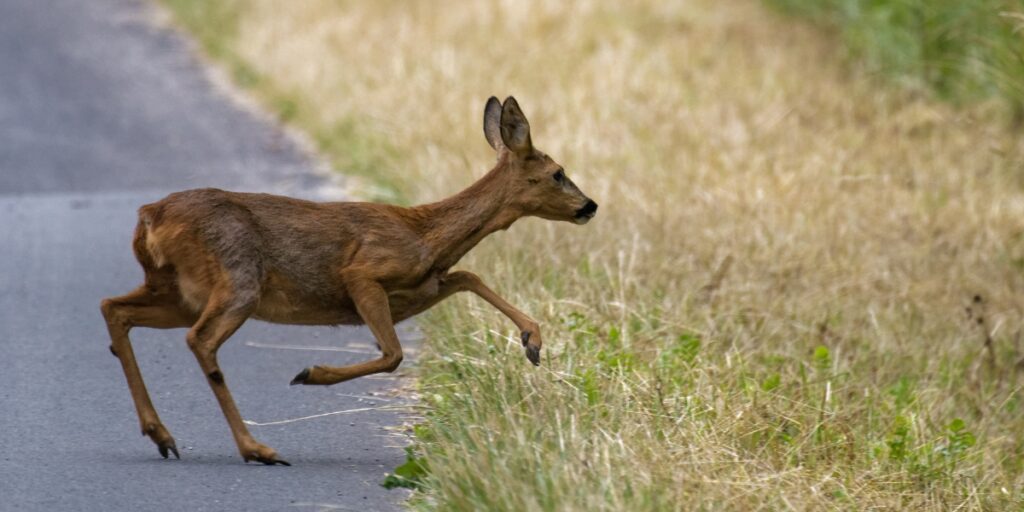 deer pose a risk to drivers and are a common cause of accidents