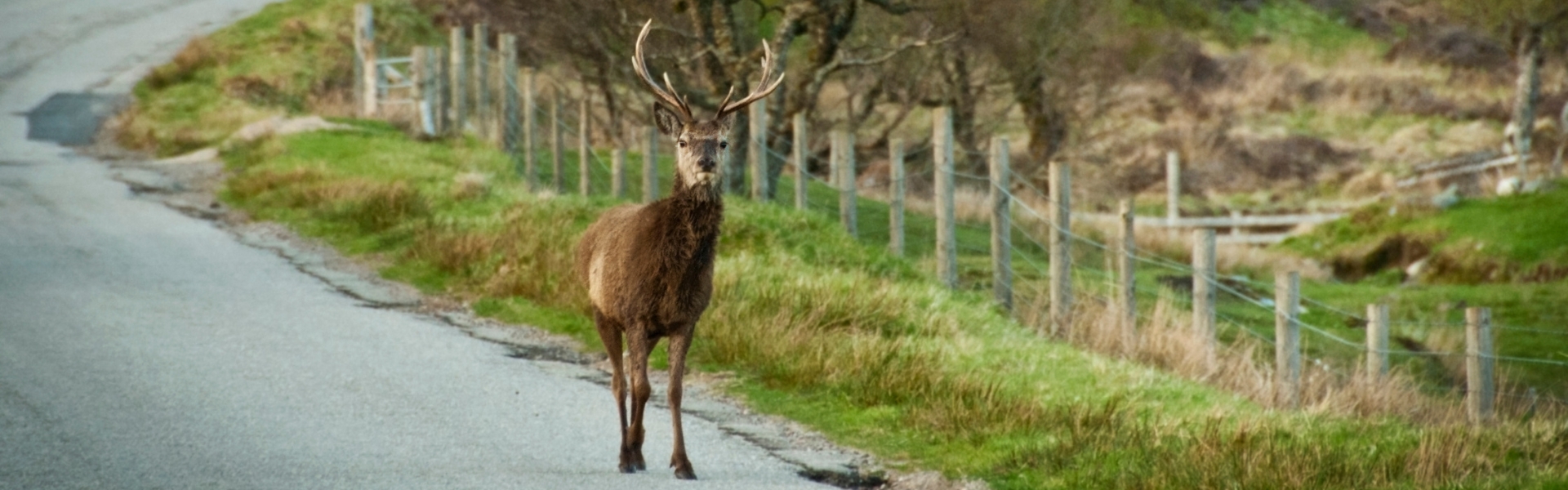 Deer are a big danger on UK roads