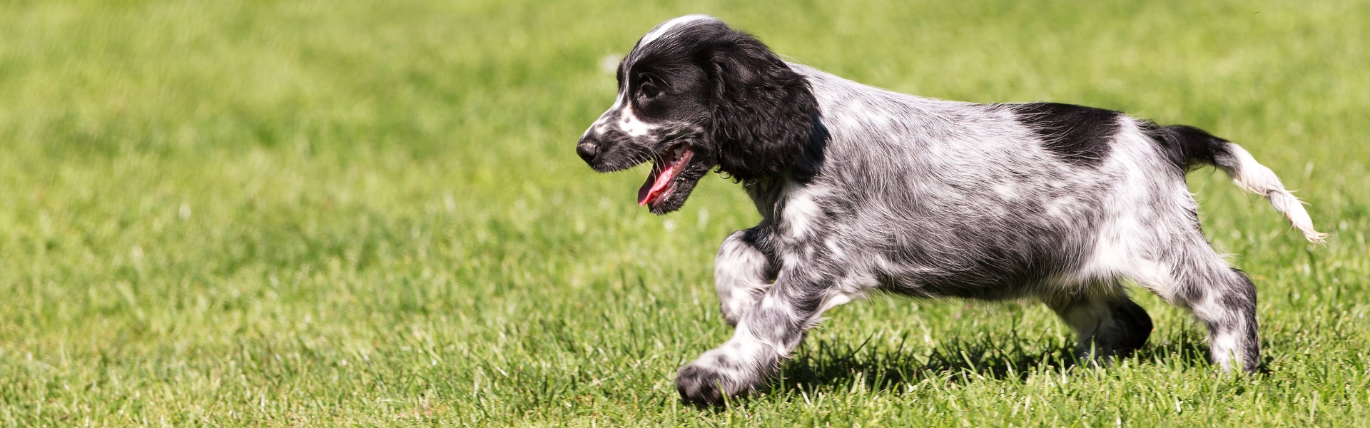 working cocker spaniel puppy