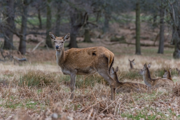 Best practice guides guide deer management in the UK