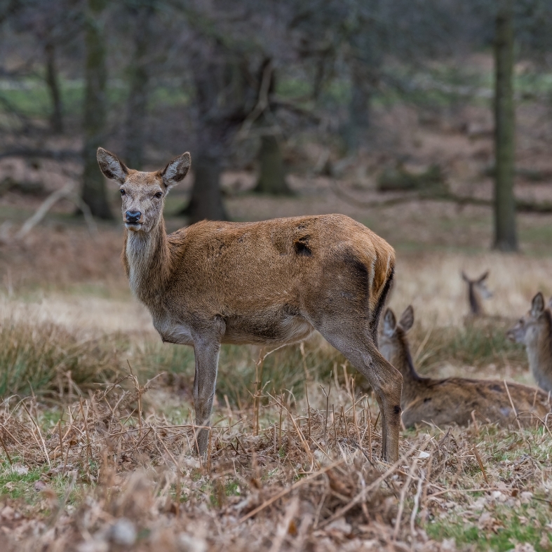 Best practice guides guide deer management in the UK