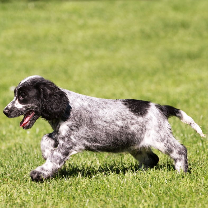 working cocker spaniel puppy