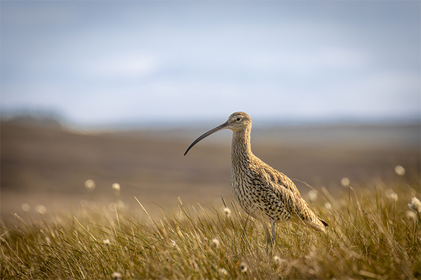 Curlew