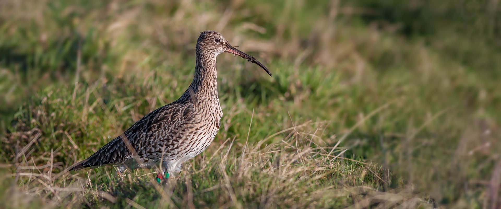 Curlew