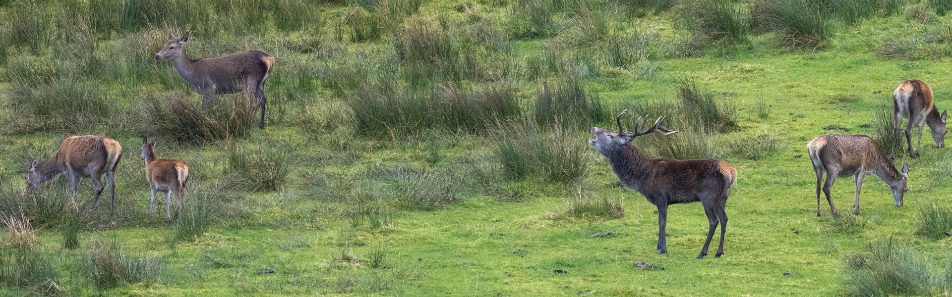 Herd of red deer in Scotland