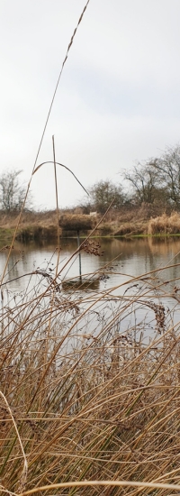 Duck nest tube on wetland