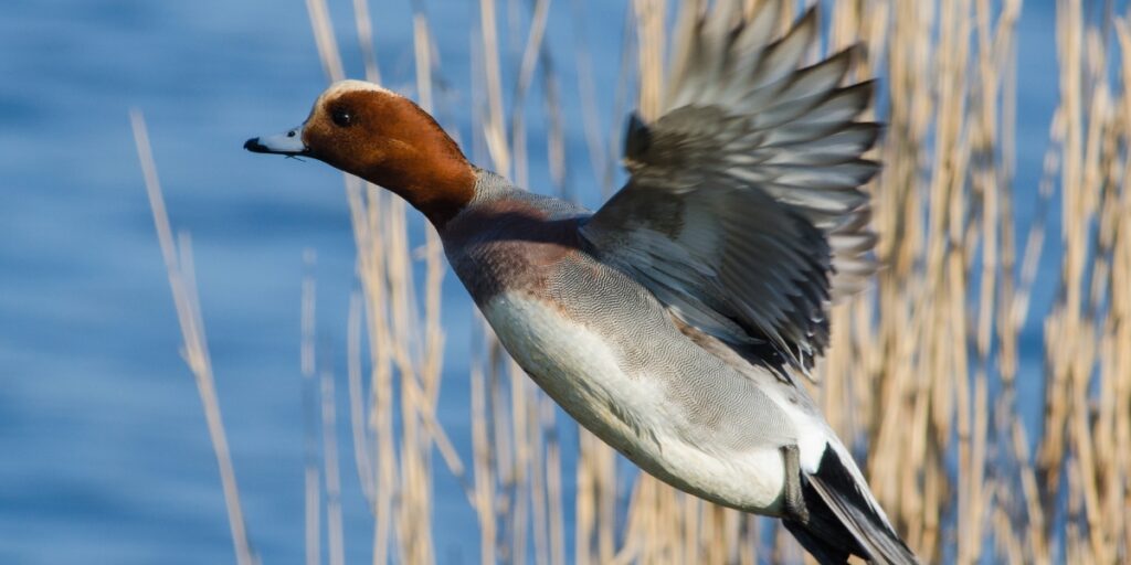 Eurasian wigeon requires thriving wetlands to succeed