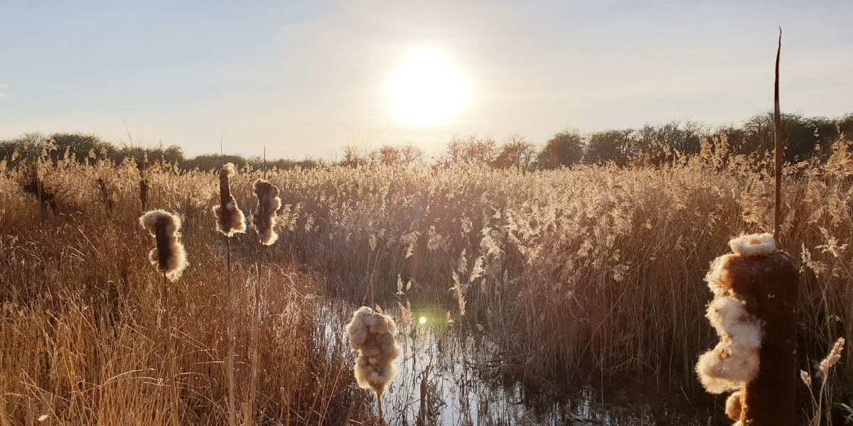 wetland habitat managed by wildfowlers